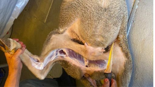 adak kurban hijyenik kesim Adak kurban kesim hizmeti mobil araçta İslami usullere uygun şekilde