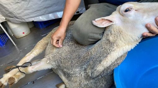 Mobil araçta adak kurban kesimi Adak kurban kesim hizmeti mobil araçta hijyenik ve İslami usullere uygun şekilde